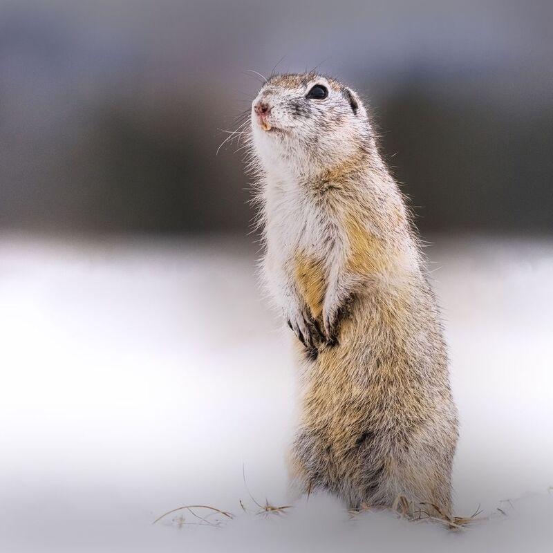 Суслики проснулисьphoto preview