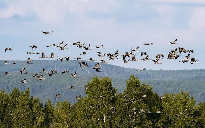 серый журавль, журавли, птицы, бердвочинг Слышу крик журавлей, улетающих в даль..photo preview
