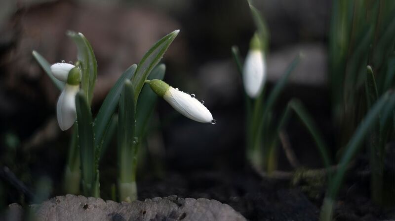 Первыеphoto preview