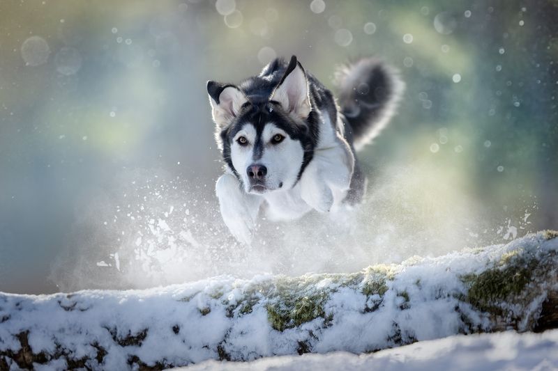 Зимний полетphoto preview