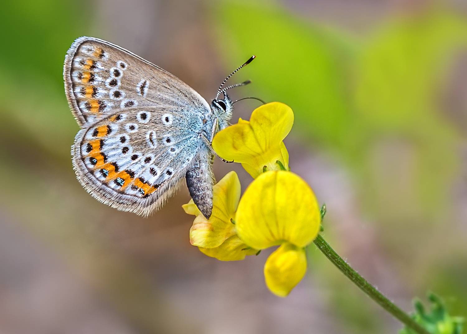 Аргус. Автор: Борис Новиков насекомые, бабочка, голубянка, аргус, лето, Борис Новиков