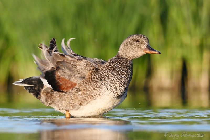 Серая уткаphoto preview