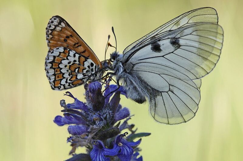 шашечница, шашечница цинксия, melitaea, мнемозина, parnassius mnemosyne *** фото превью