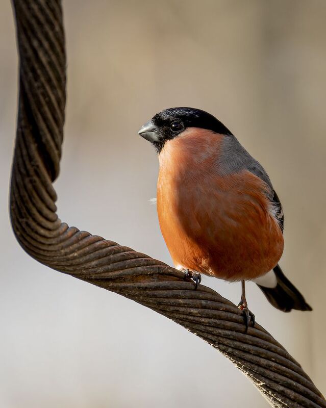 снегирь Снегирьphoto preview