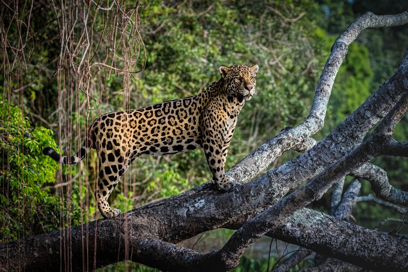 амазонка photo preview