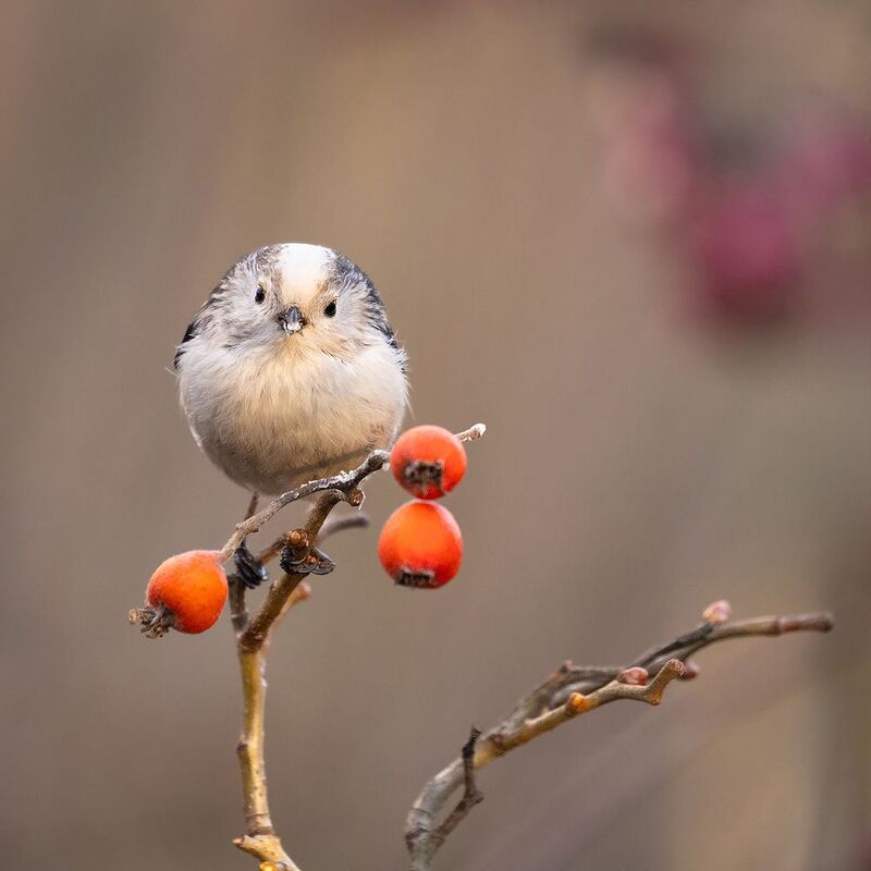 Long-tailed Tiphoto preview