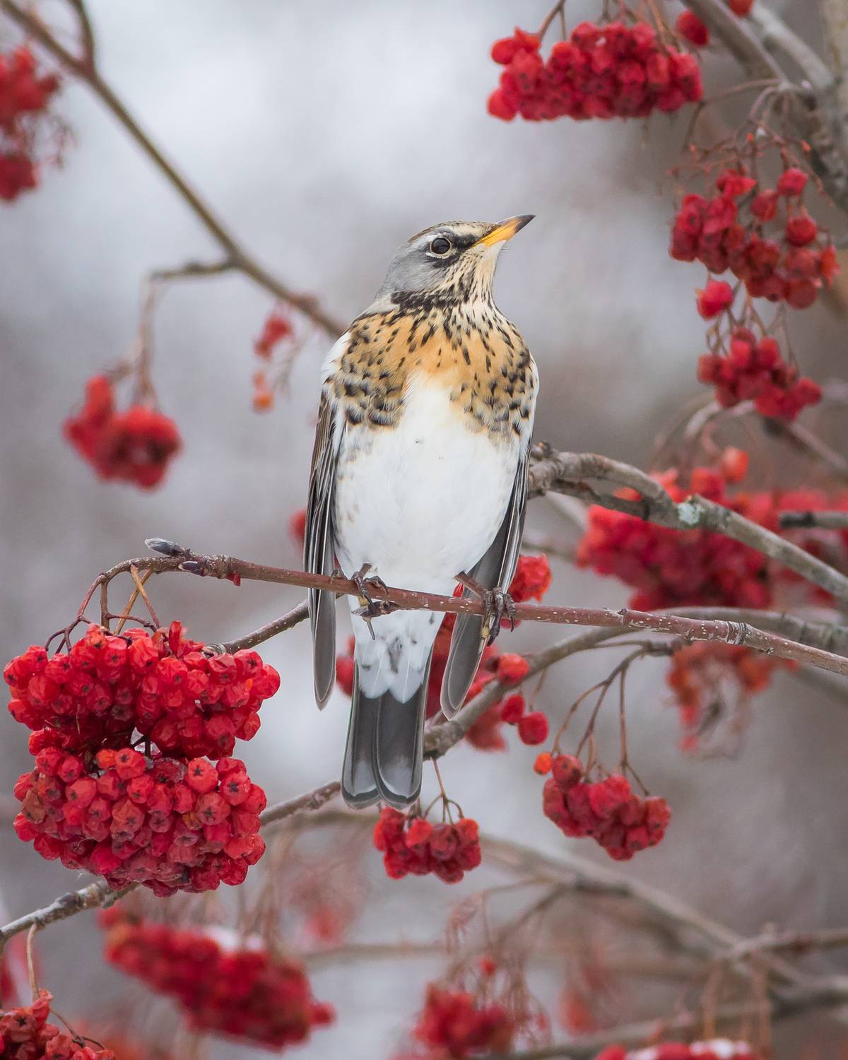 рябинник, Суслов Дмитрий