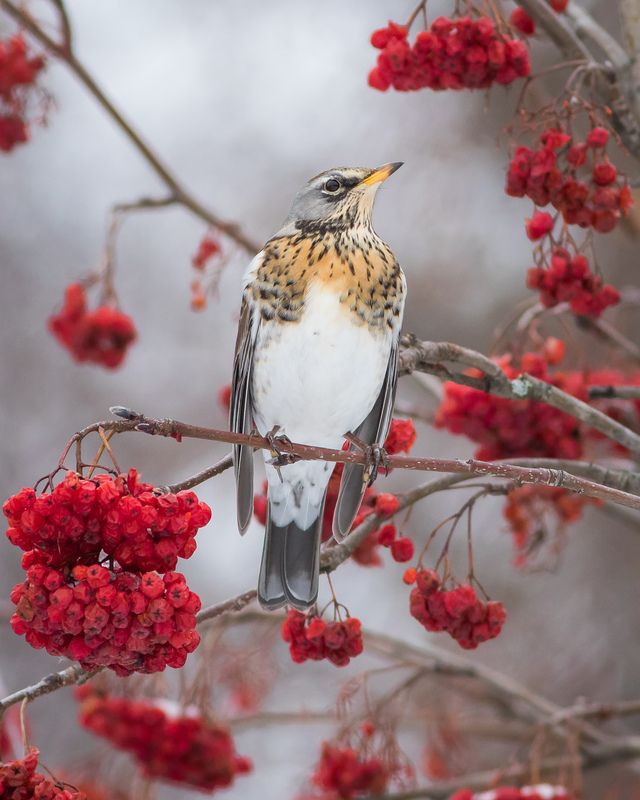 рябинник Рябинникphoto preview