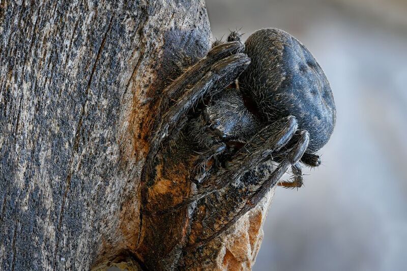 Nuctenea umbraticaphoto preview