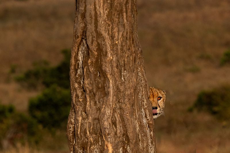 africa, cheetah, cats, kenya, wildlife Stealth Modephoto preview