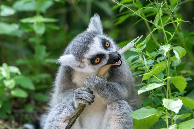 кольцехвостый лемур; кошачий лемур; лемур катта;маки; lemur; ring-tailed lemur; lemur catta; Вкусняшки для лемуровphoto preview