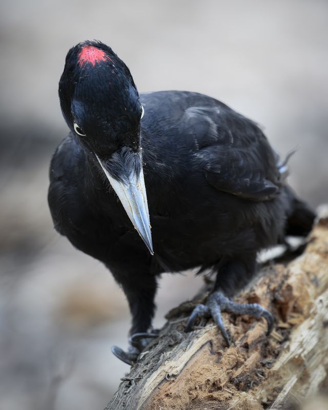 Желна (Dryocopus martius) photo preview