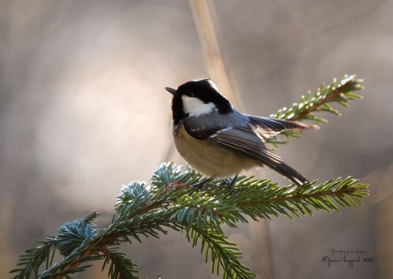 синица московка, птицы, природы Московка фото превью