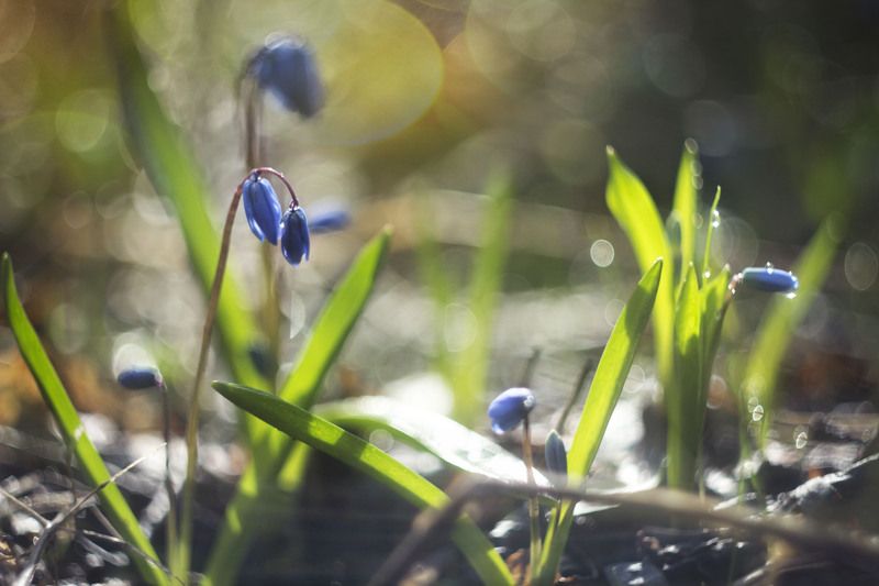 цветы, пролески, весна,гелиос Пролески фото превью