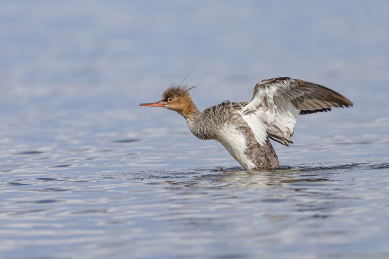 , средний крохаль, крохаль, птицы, длинноносый крохаль Длинноносый крохальphoto preview