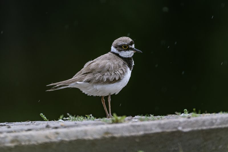 зуек Зуекphoto preview