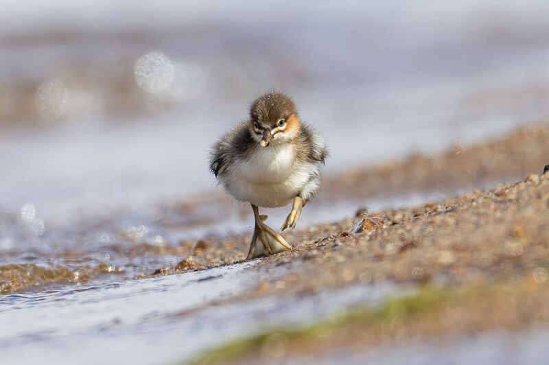 крохаль Крохаленокphoto preview