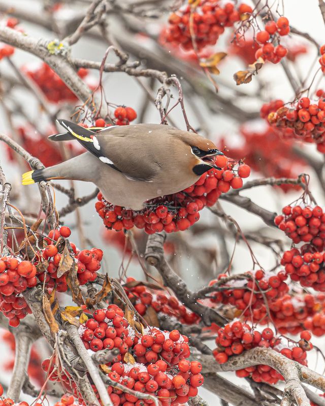 Свиристельphoto preview
