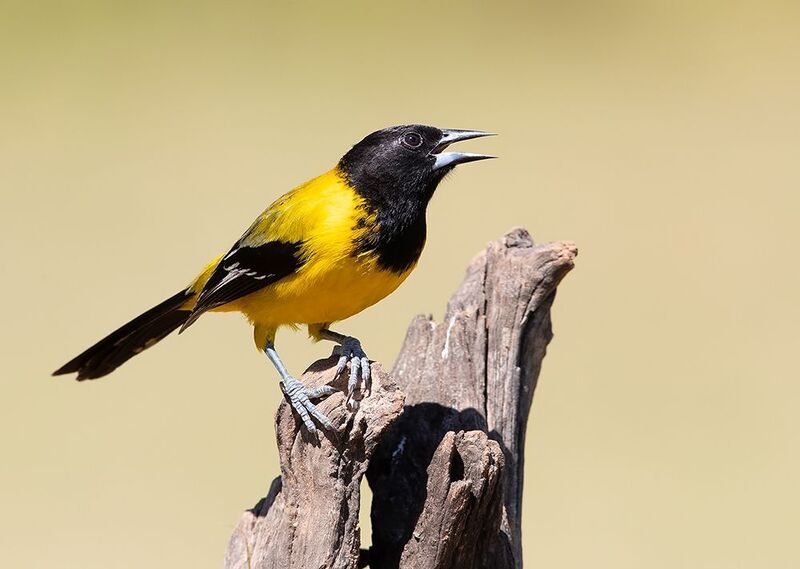 oriole, черноголовая иволга, иволга, oriole, tx, audubon\'s oriole Audubon\'s Oriole - Черноголовая иволгаphoto preview