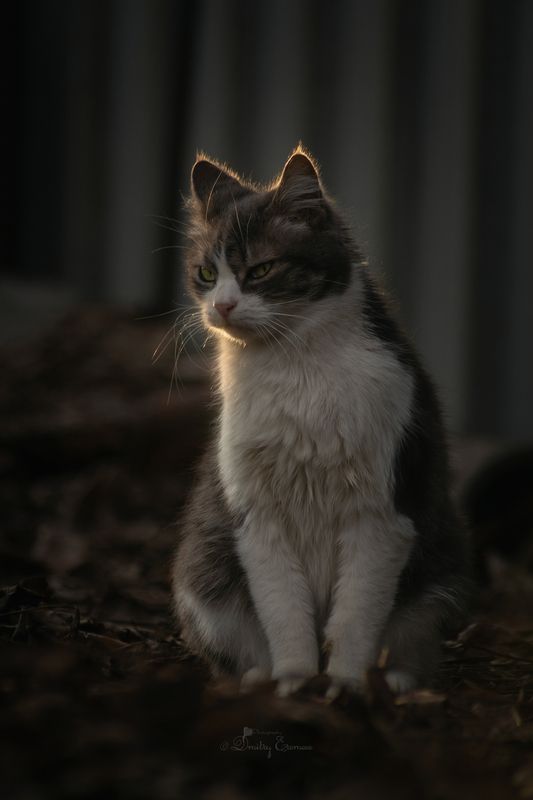 кошка животные котопортрет весна природа март Мартовские посиделки... фото превью