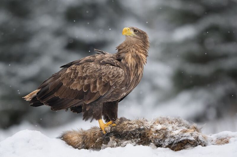 Орлан -белохвостphoto preview