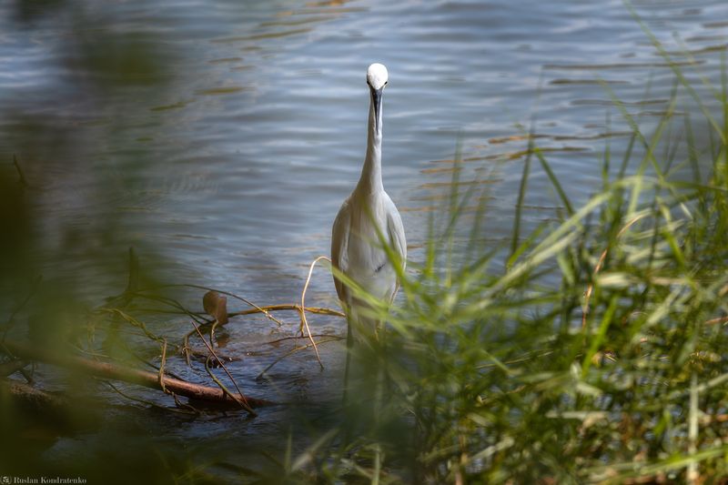 Малая белая цапля Малая белая цапляphoto preview