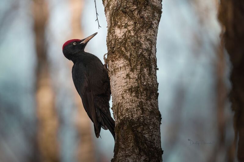 природа, лес, поля, огороды, животные, птицы, макро В золотистых лучах весеннего восходаphoto preview