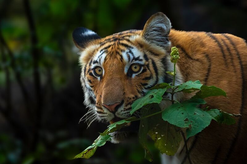 Killer Look............photo preview