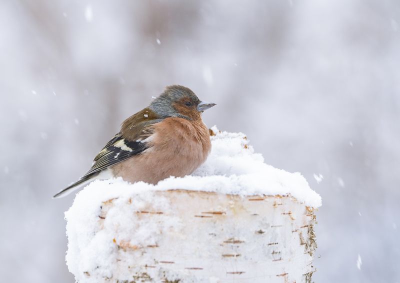 птицы,природа, весна Холодно зябликуphoto preview