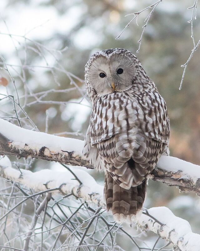 уральская неясыть, длиннохвостая неясыть Уральская неясытьphoto preview