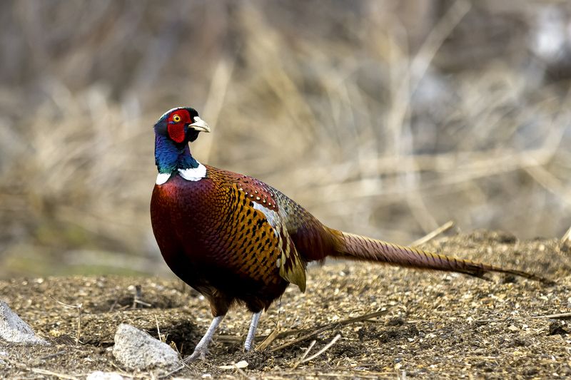 природа ***photo preview