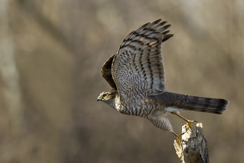 природа ***photo preview