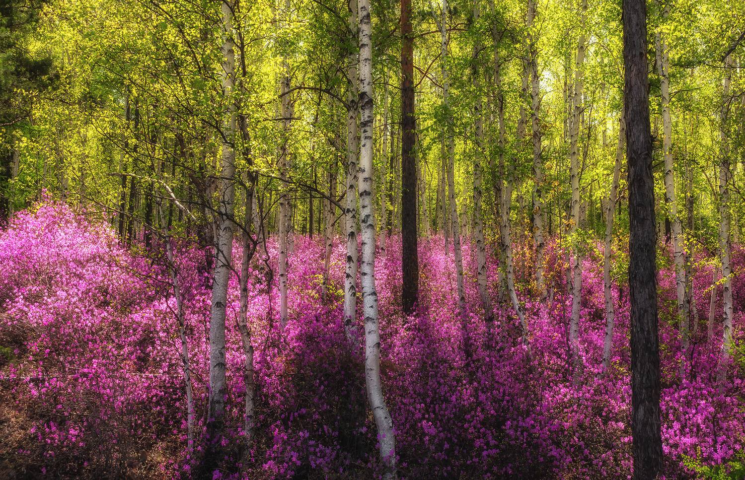 лес, весенний лес, цветение, рододендрон даурский, рододендрон, багульник, весна, забайкалье, забайкальский край, сибирь, чита, Zakharov Armen