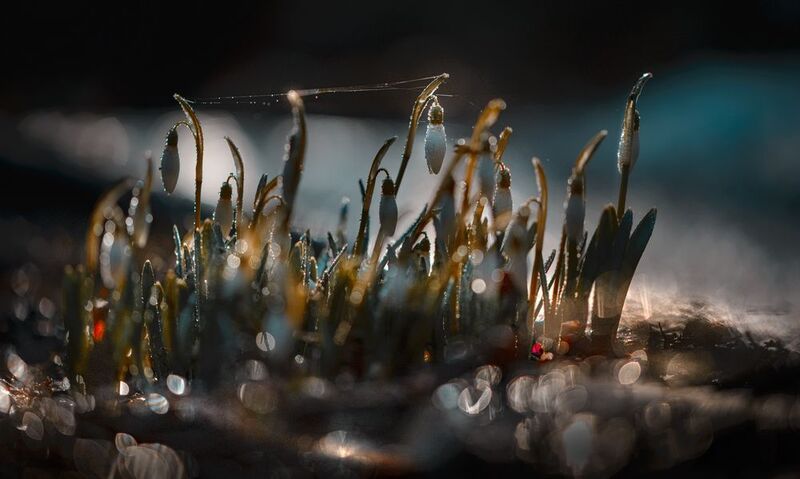 Летучий Голландецphoto preview