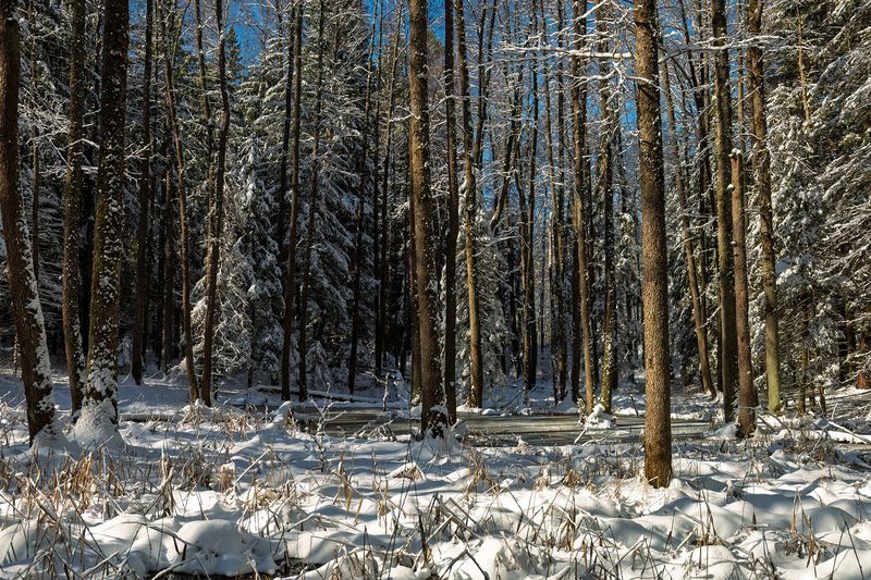 пейзаж, зима, весна, снег, лес, forest, nature, canon Снежный лесphoto preview