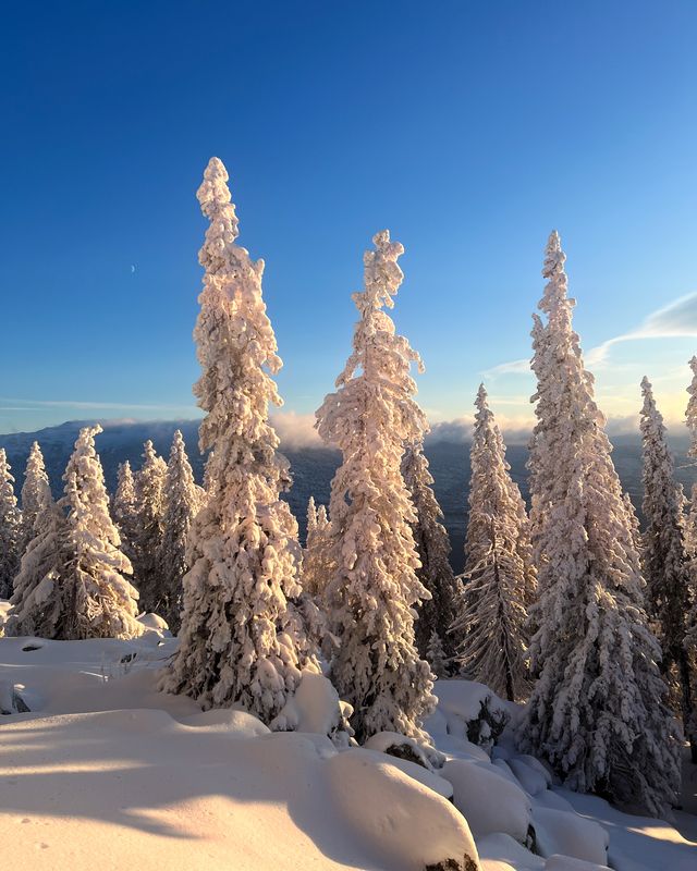 Пейзаж, горы, зима Снежные уральские елиphoto preview