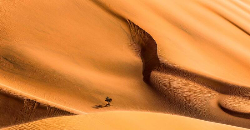 Про маленький кустик, фактуру, текстуру и композицию... фото превью