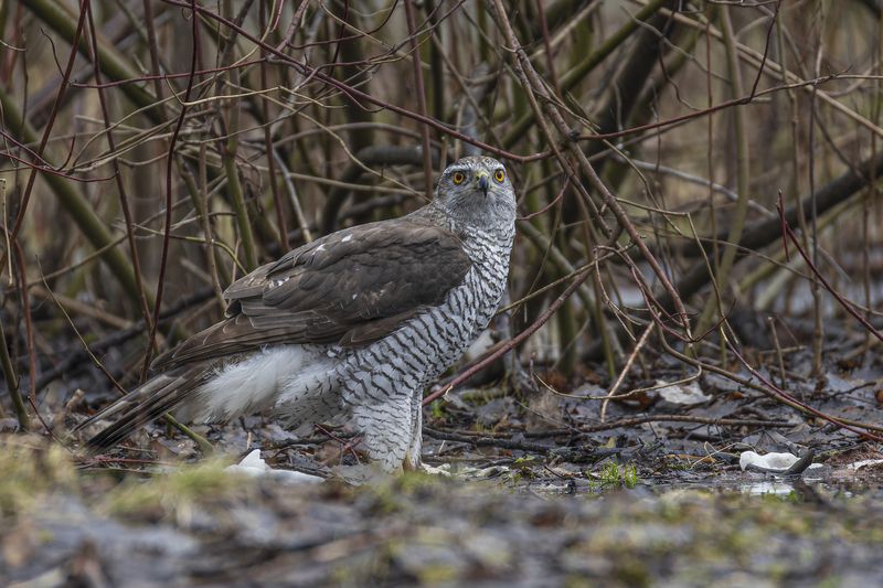 тетеревятник Тетеревятникphoto preview