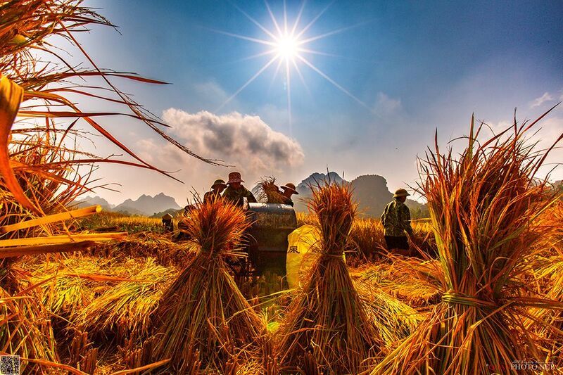 quanphoto, rural, harvest, famers, farmland, agriculture, culture, caobang, vietnam Prosperity Seasonphoto preview