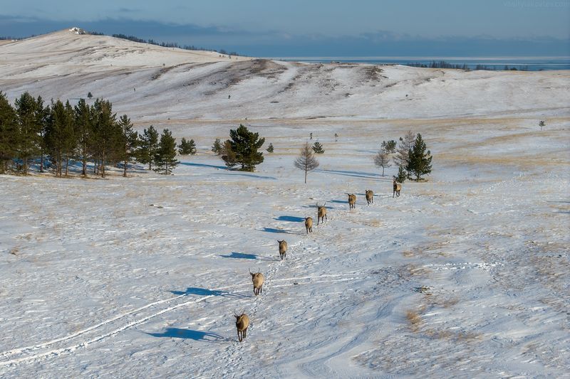 байкал, фототур, сибирь, ольхон Изюбриphoto preview