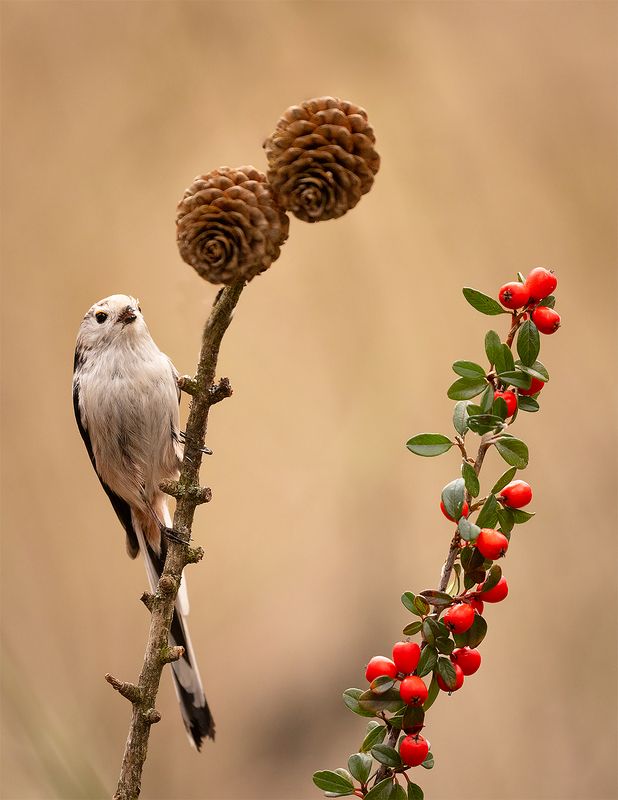 Long-tailed Tiphoto preview
