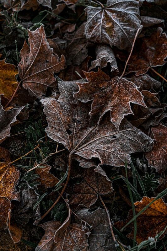 Осенние текстурыphoto preview