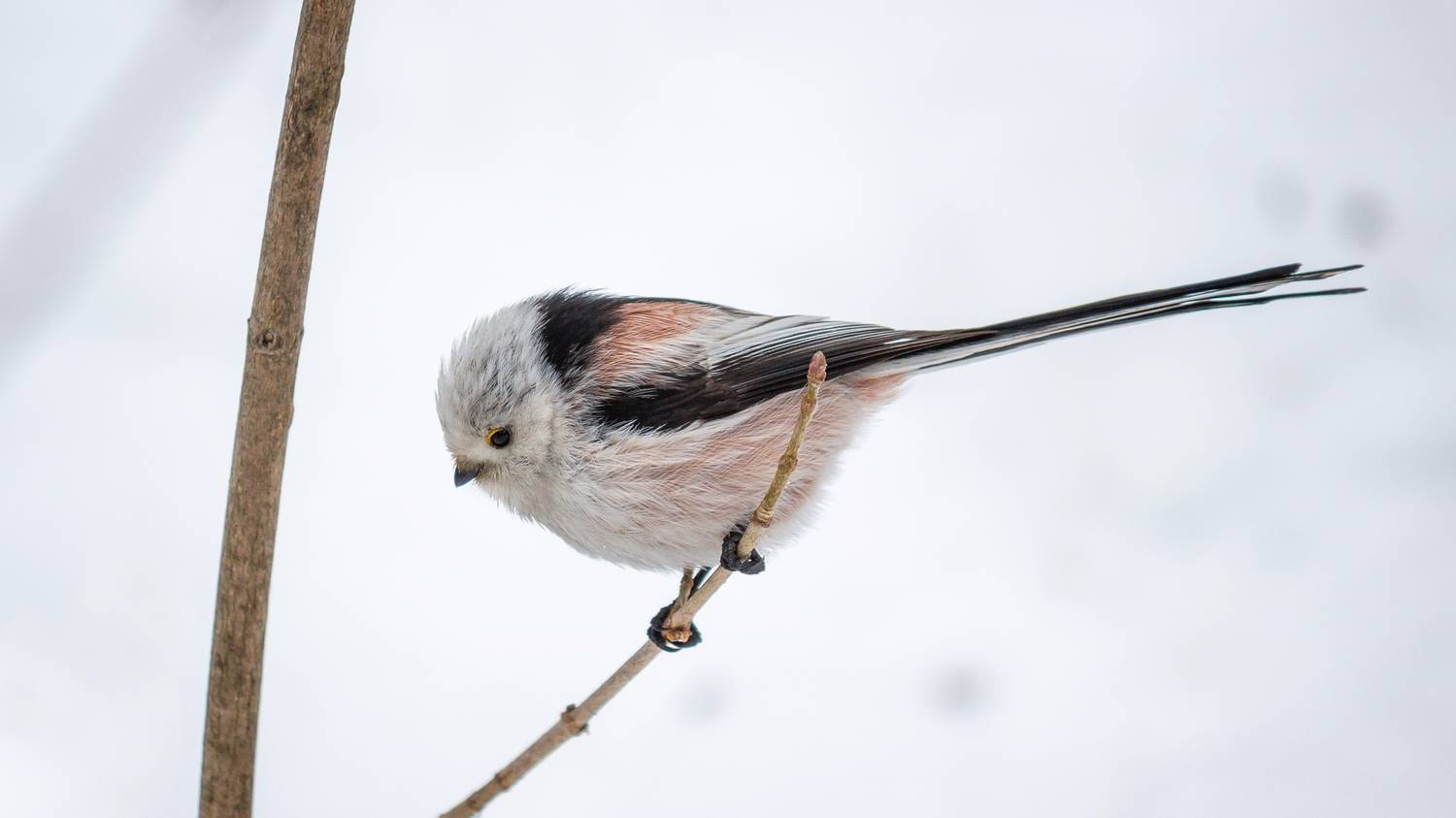 Ополовник. Автор: Alexander Eliseev , Alexander Eliseev