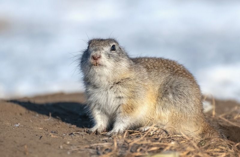 весна, сибирь, суслик, красноярск, Весенний сусликphoto preview