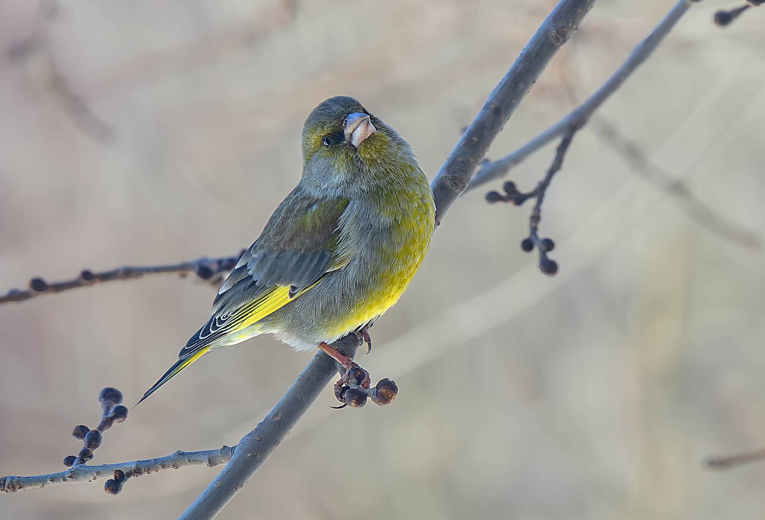 Зеленушка. Автор: Широких Александр птицы, весна, зеленушка, Широких Александр