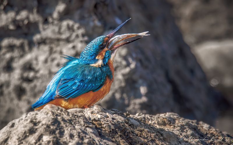 зимородок, обыкновенный зимородок, alcedo atthis Проглотphoto preview