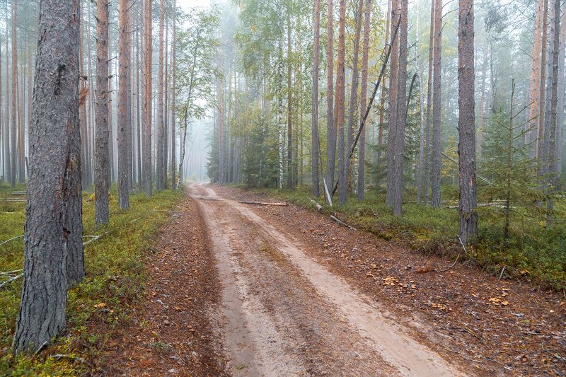 Утро в лесу. фото превью