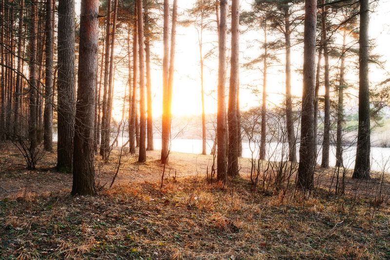 природа, закат, пейзаж, лесной пейзаж, теплый март Весенний вечерphoto preview