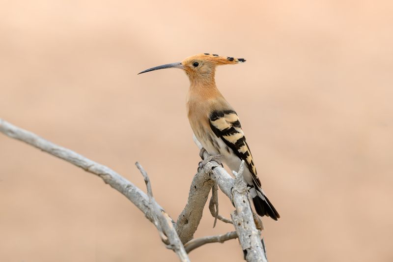 птица, фотоохота, удод, природа, фауна Удодphoto preview