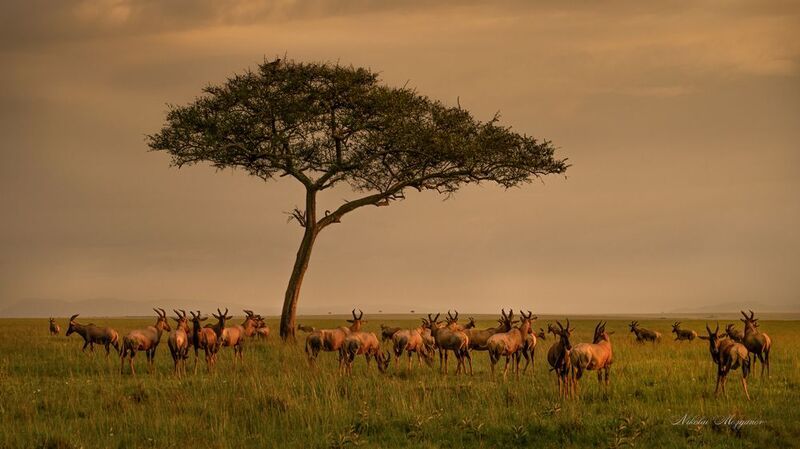 Перед грозойphoto preview